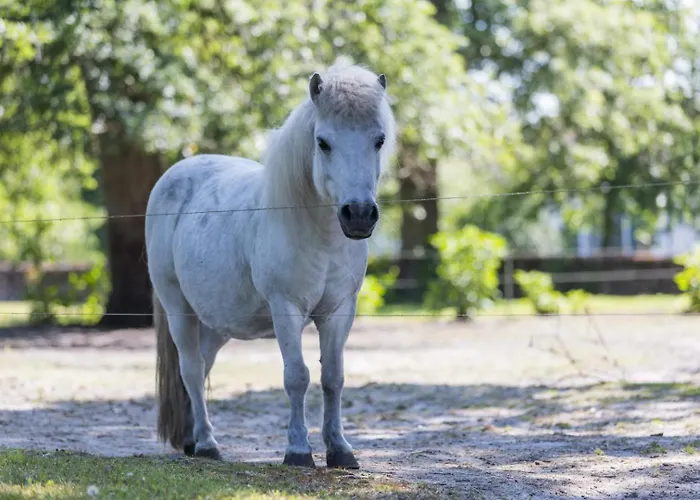 Vieux Chene Casa vacanze *